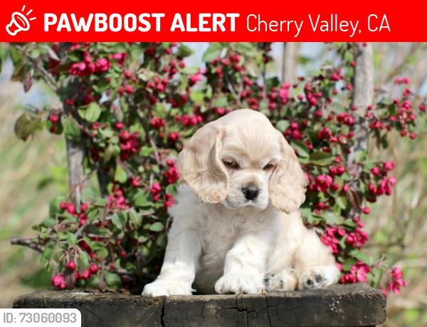 Lost Female Dog last seen Near Jonathan Ave, Cherry Valley, California 92223, USA, Cherry Valley, CA 92223