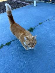 Reunited Male Cat last seen Near Taraval and Sunset in San Francisco, around 38th Avenue, San Francisco, CA 94116