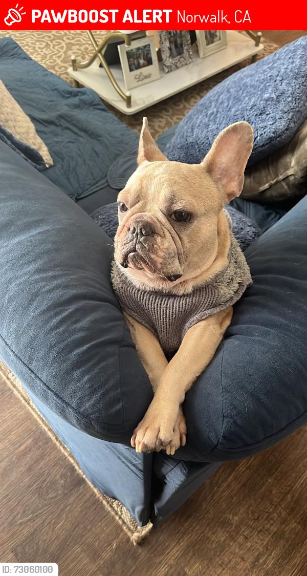 Lost Male Dog last seen Near Kalnor ave & Imperial , Norwalk, CA 90650