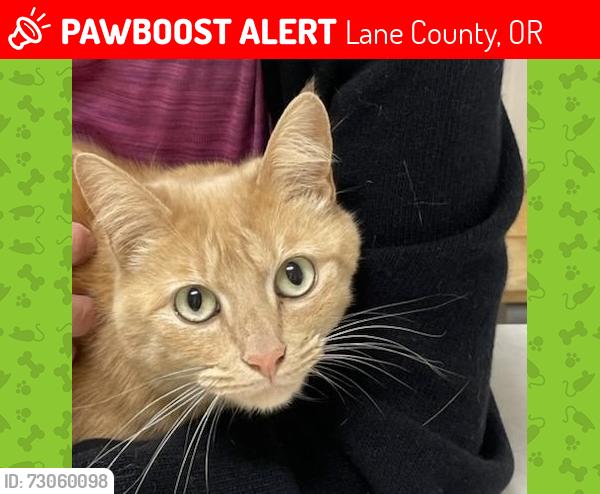 Found/Stray Female Cat last seen Vista, Lane County, OR 97487