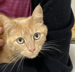 Found/Stray Female Cat last seen Vista, Lane County, OR 97487