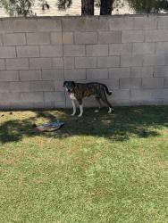 Found/Stray Male Dog last seen Ina and old father, Tucson, AZ 85705