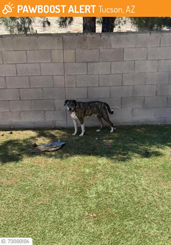 Found/Stray Male Dog last seen Ina and old father, Tucson, AZ 85705
