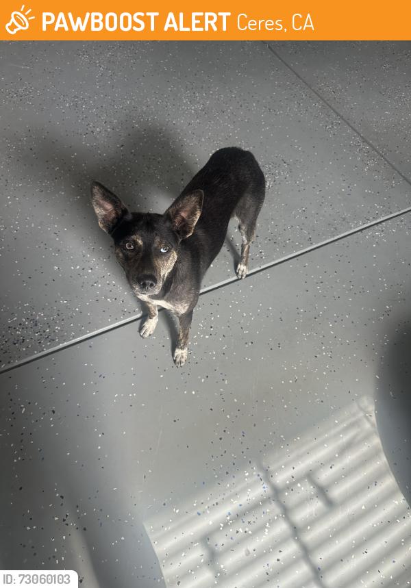 Found/Stray Female Dog last seen Eastgate, Ceres, CA 95307