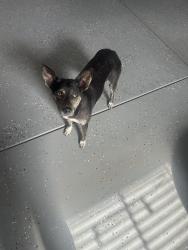 Found/Stray Female Dog last seen Eastgate, Ceres, CA 95307