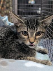 Shelter Stray Female Cat last seen Bexar County, 3353 Morningside Dr, New Braunfels, TX 78132, USA
