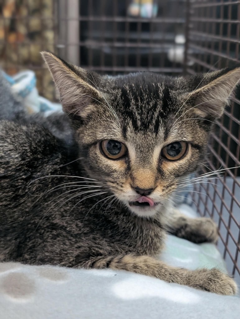 Shelter Stray Female Cat last seen Bexar County, 3353 Morningside Dr, New Braunfels, TX 78132, USA