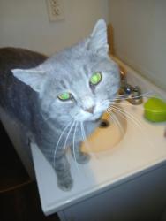 Lost Male Cat last seen Near Minnich , Paducah, KY 42001