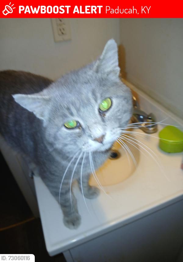 Lost Male Cat last seen Near Minnich , Paducah, KY 42001