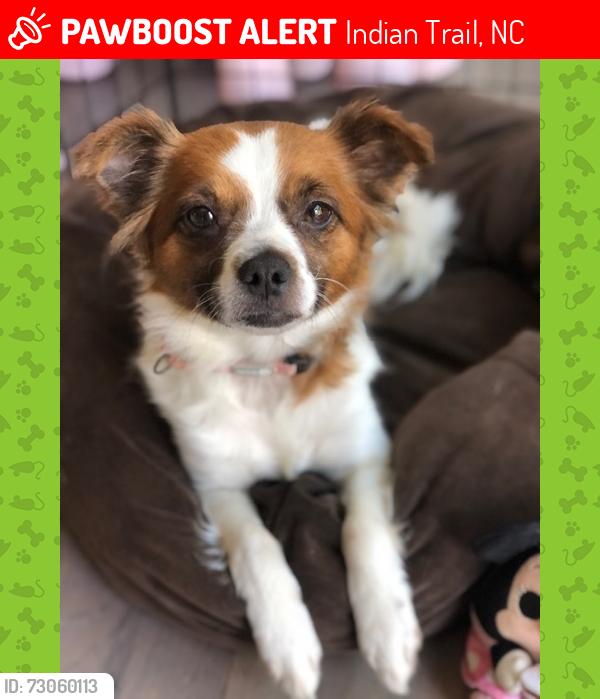 Lost Female Dog last seen Chesnutt and Old Monroe Road, Indian Trail, NC 28104