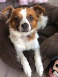 Lost Female Dog last seen Chesnutt and Old Monroe Road, Indian Trail, NC 28104