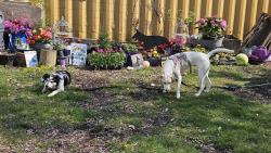 Lost Female Dog last seen Dundas Etobicoke Creek , , ON 