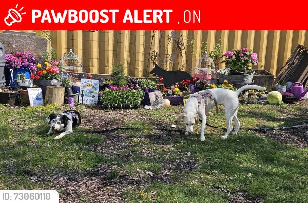 Lost Female Dog last seen Dundas Etobicoke Creek , , ON 