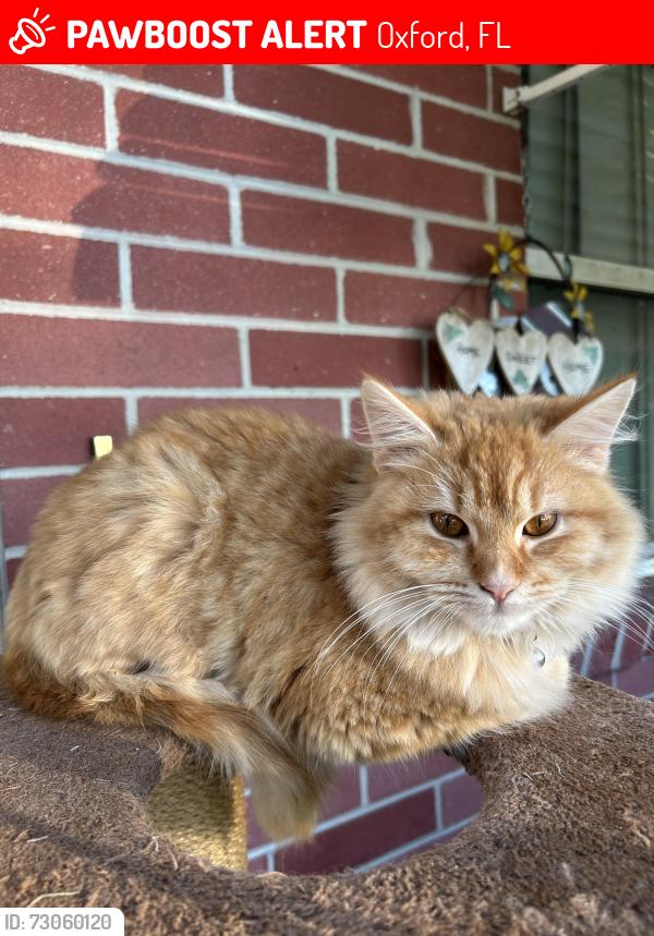 Lost Male Cat last seen Oxford, Oxford, FL 34484