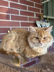 Lost Male Cat last seen Oxford, Oxford, FL 34484