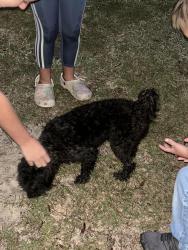 Found/Stray Male Dog last seen Silver lake and Goodwin, Bay County, FL 32438