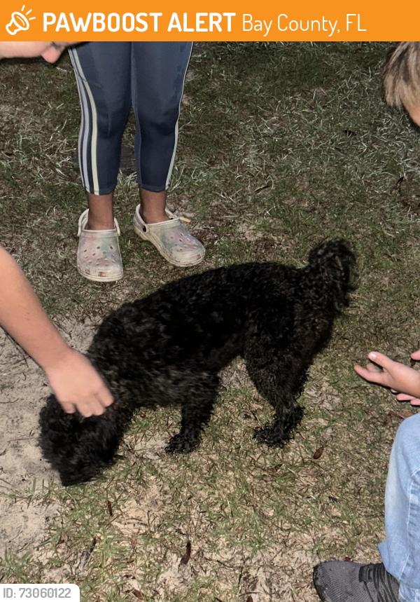 Found/Stray Male Dog last seen Silver lake and Goodwin, Bay County, FL 32438