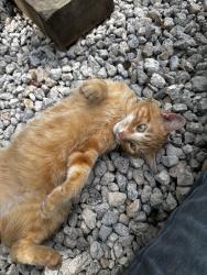 Found/Stray Male Cat last seen The woods between Old Jonesboro and Wagon Wheel Trail, Fayetteville, GA 30214
