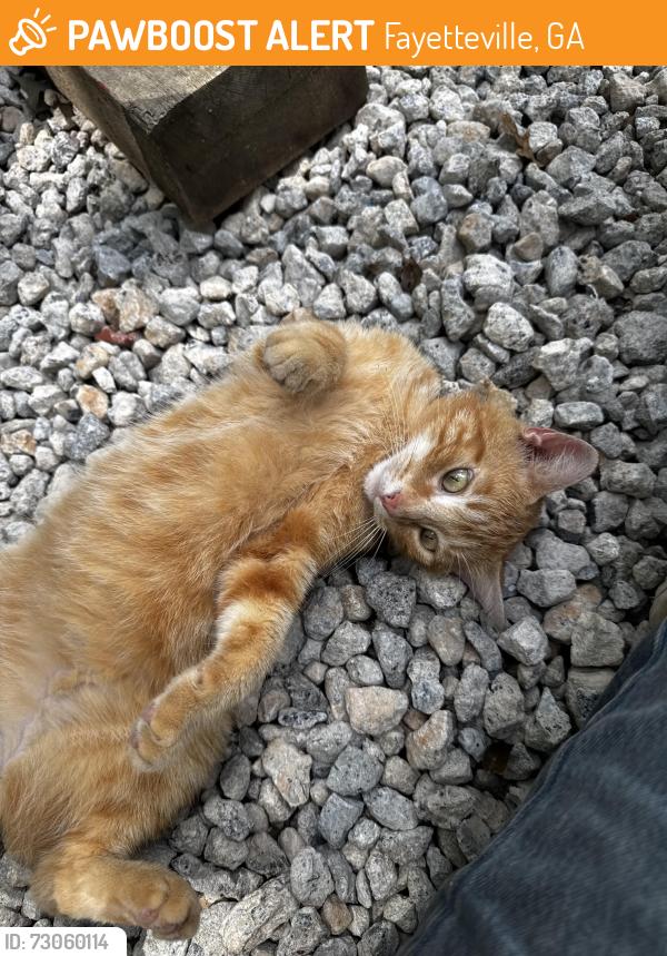 Found/Stray Male Cat last seen The woods between Old Jonesboro and Wagon Wheel Trail, Fayetteville, GA 30214