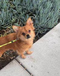 Lost Male Dog last seen Near downtown San Diego, San Diego, CA 92101