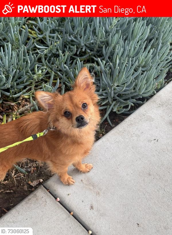 Lost Male Dog last seen Near downtown San Diego, San Diego, CA 92101