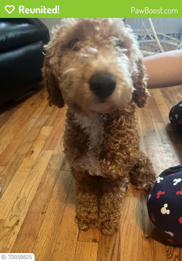 Reunited Female Dog last seen Near Whitestone Expressway Exit 14, Queens, NY 11351