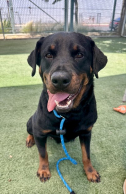 Shelter Stray Female Dog last seen , West Valley Animal Shelter, 20655 Plummer St, Chatsworth, CA 91311, USA