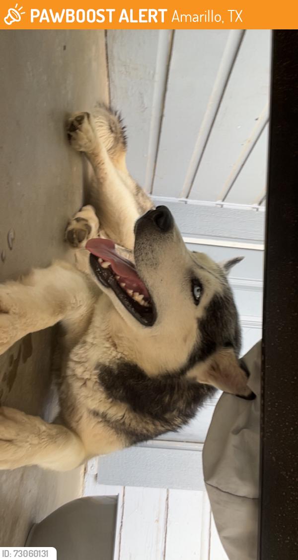 Found/Stray Male Dog last seen Valero gas station off oak, Amarillo, TX 79107