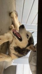 Found/Stray Male Dog last seen Valero gas station off oak, Amarillo, TX 79107