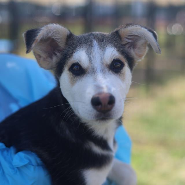 Shelter Stray Female Dog last seen Near BLOCK SANTOS ST, 4710 TX-151, San Antonio, TX 78227, USA