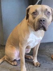 Shelter Stray Male Dog last seen , 11361 W Pico Blvd, Los Angeles, CA 90064, USA
