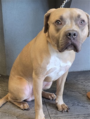 Shelter Stray Male Dog last seen , 11361 W Pico Blvd, Los Angeles, CA 90064, USA