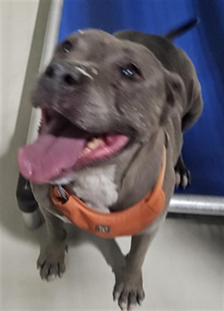Shelter Stray Female Dog last seen Near BLOCK KELLOGG ARC, BAKERSFIELD CA 93306, 3951 Fruitvale Ave, Bakersfield, CA 93308, USA