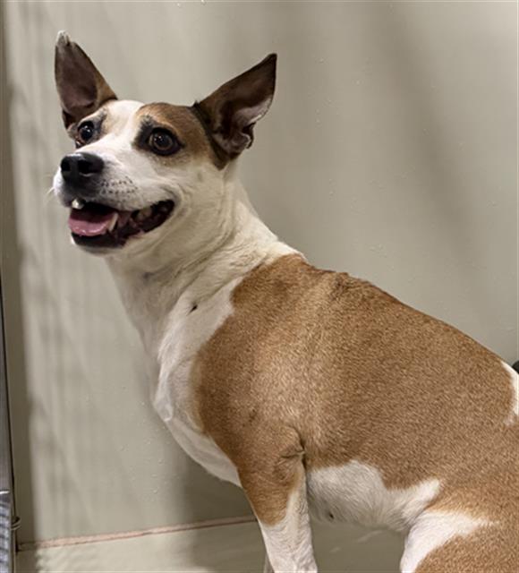 Shelter Stray Female Dog last seen Near BLOCK N CHESTER AVE, BAKERSFIELD CA 93308, 3951 Fruitvale Ave, Bakersfield, CA 93308, USA