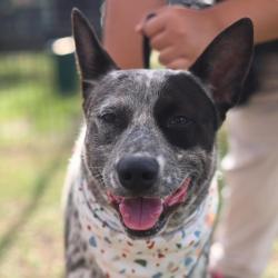Shelter Stray Male Dog last seen Near BLOCK WOOD CRAFT, 4710 TX-151, San Antonio, TX 78227, USA
