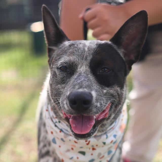 Shelter Stray Male Dog last seen Near BLOCK WOOD CRAFT, 4710 TX-151, San Antonio, TX 78227, USA