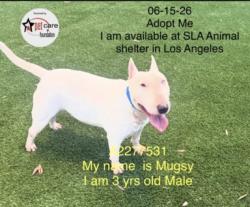 Shelter Stray Male Dog last seen , 1850 W 60th St, Los Angeles, CA 90047, USA
