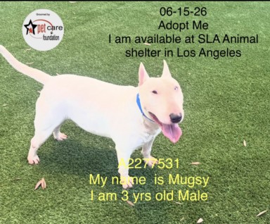 Shelter Stray Male Dog last seen , 1850 W 60th St, Los Angeles, CA 90047, USA