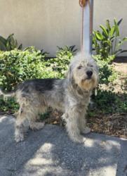 Shelter Stray Male Dog last seen , 957 N Gaffey St, San Pedro, CA 90731, USA