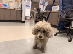 Shelter Stray Male Dog last seen , 14409 Vanowen St, Van Nuys, CA 91405, USA