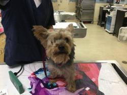 Shelter Stray Female Dog last seen VAN BUREN BLVD/ PHILBIN AVE, RIVERSIDE CA, 6851 Van Buren Boulevard, Jurupa Valley, CA 92509, USA