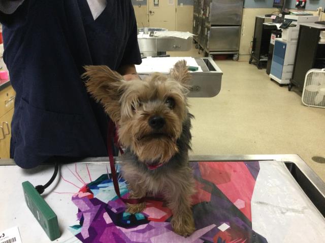 Shelter Stray Female Dog last seen VAN BUREN BLVD/ PHILBIN AVE, RIVERSIDE CA, 6851 Van Buren Boulevard, Jurupa Valley, CA 92509, USA