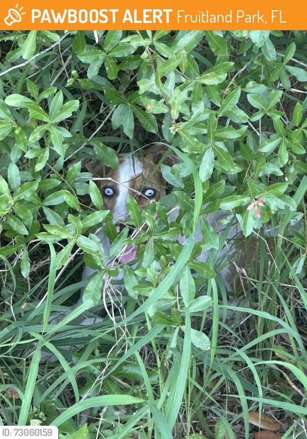 Found/Stray Unknown Dog last seen Near pe brook, Fruitland Park, FL 34731