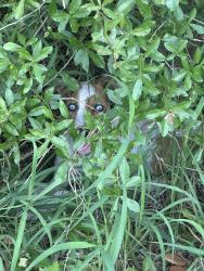 Found/Stray Unknown Dog last seen Near pe brook, Fruitland Park, FL 34731