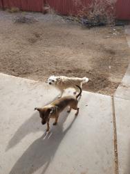 Lost Female Dog last seen Diana and Rutherford, El Paso, TX 79924