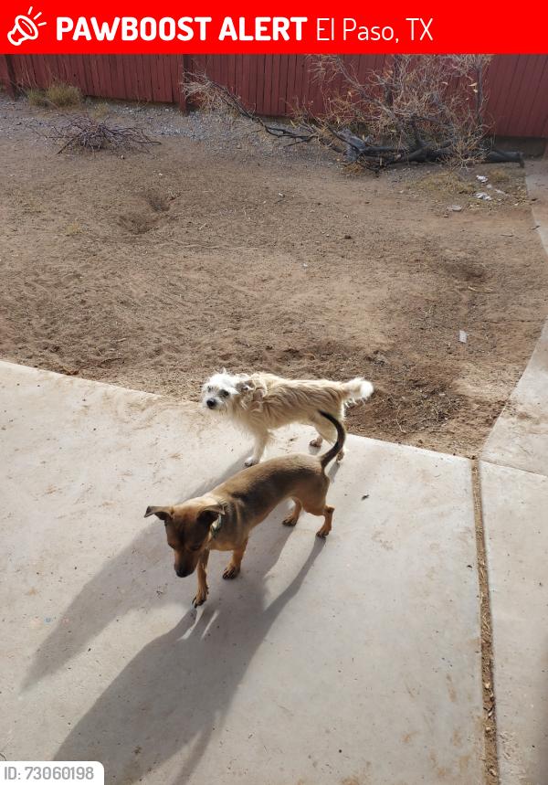 Lost Female Dog last seen Diana and Rutherford, El Paso, TX 79924