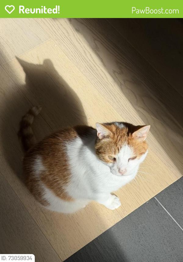 Reunited Male Cat last seen Near Geldert Drive, Tiburon, CA 94920
