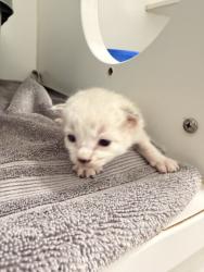 Shelter Stray Unknown Cat last seen EASTMAN CT/HARDER, 16 Barnes Ct, Hayward, CA 94544, USA