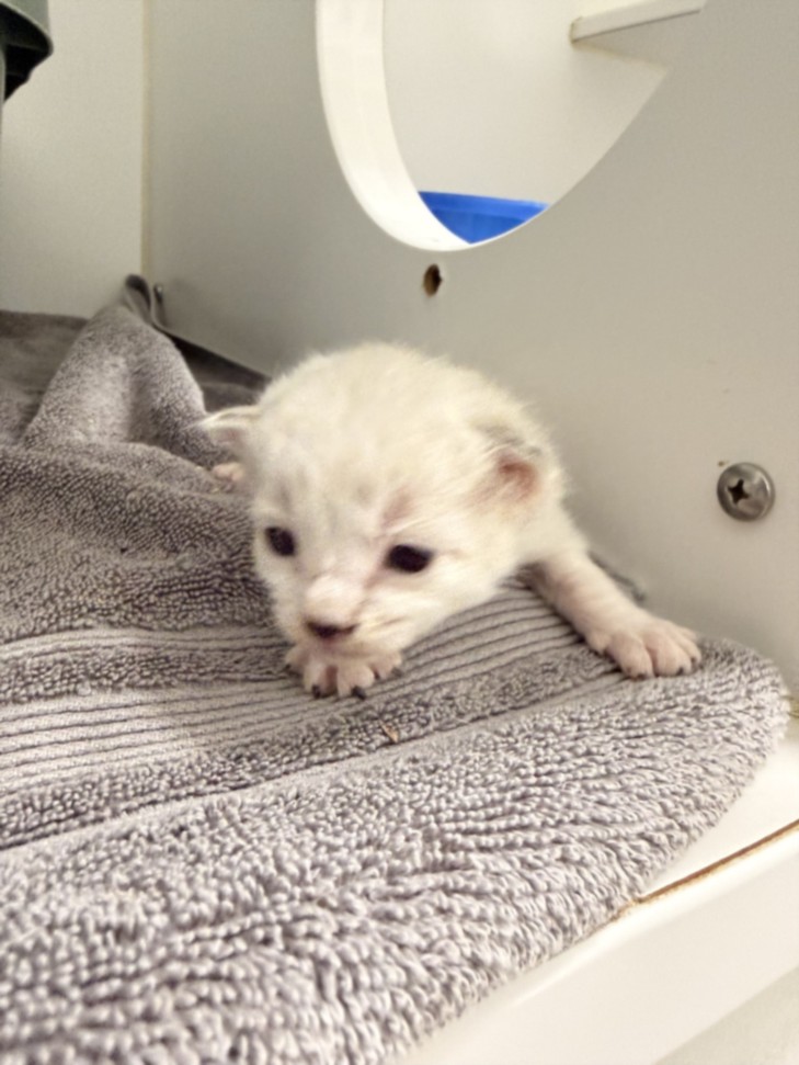 Shelter Stray Unknown Cat last seen EASTMAN CT/HARDER, 16 Barnes Ct, Hayward, CA 94544, USA