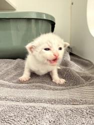 Shelter Stray Unknown Cat last seen EASTMAN CT/HARDER, 16 Barnes Ct, Hayward, CA 94544, USA